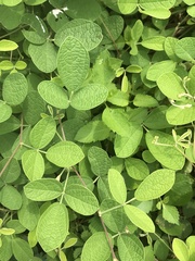 Desmodium scorpiurus