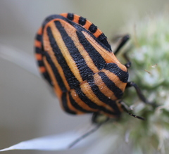 Graphosoma italicum italicum
