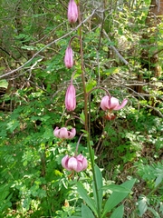 Lilium martagon