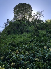 Hedychium flavescens