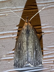 Macrochilo orciferalis