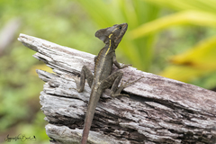 Basiliscus vittatus
