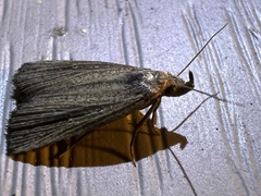 Macrochilo orciferalis