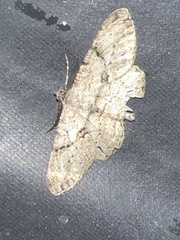Peribatodes rhomboidaria