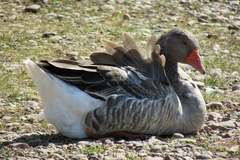 Anser anser domesticus