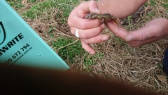 Oligosoma lichenigerum