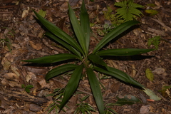 Cordyline rubra