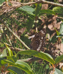 Euploea core corinna