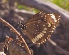Euploea core corinna
