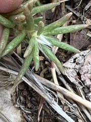 Portulaca