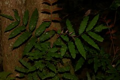 Cupaniopsis newmanii