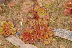 Drosera aberrans