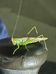 Conocephalini