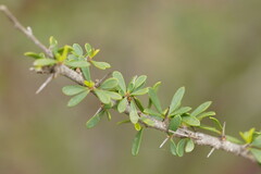 Bursaria spinosa spinosa