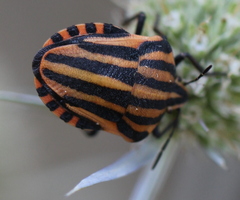 Graphosoma italicum italicum