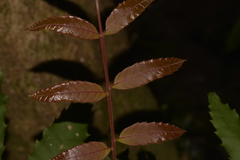 Cupaniopsis newmanii