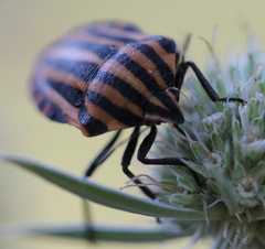 Graphosoma italicum italicum