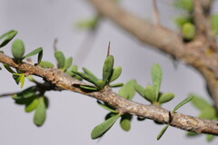Bursaria spinosa spinosa