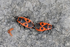 Pyrrhocoris apterus
