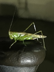 Conocephalini