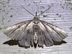 Phalaenostola metonalis