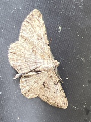 Peribatodes rhomboidaria