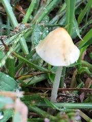 Conocybe apala