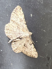 Peribatodes rhomboidaria