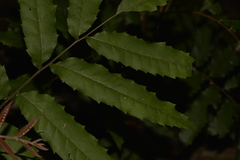 Cupaniopsis newmanii