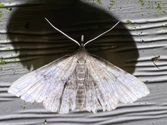 Phalaenostola metonalis