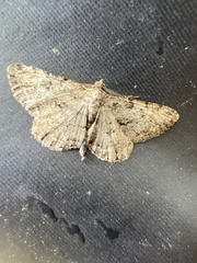 Peribatodes rhomboidaria