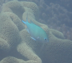 Chromis atripectoralis