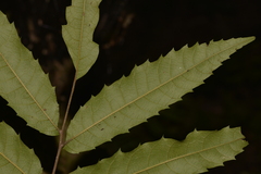 Cupaniopsis newmanii