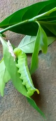 Daphnis nerii