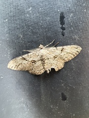 Peribatodes rhomboidaria