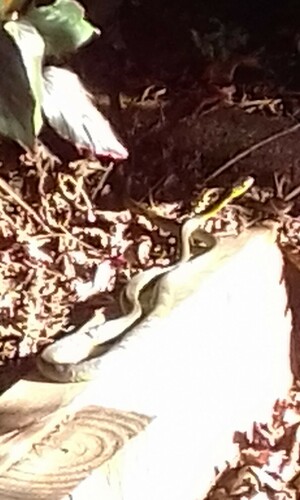Common Tree Snake sighting
