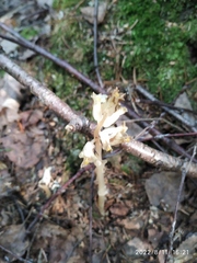 Monotropa hypopitys