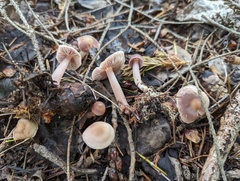 Mycena pura