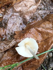 Conocybe apala