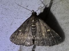 Tetanolita mynesalis