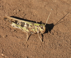Oedaleus decorus