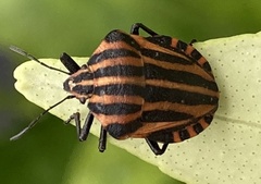 Graphosoma italicum italicum