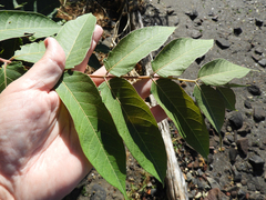 Toona sinensis
