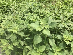 Amaranthus viridis