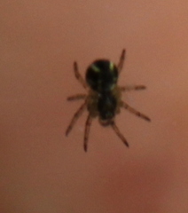 Araneidae