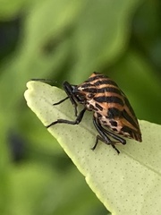 Graphosoma italicum italicum