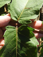 Toona sinensis