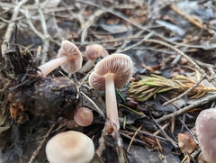 Mycena pura