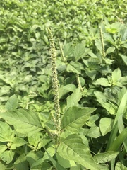Amaranthus viridis