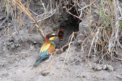 Merops apiaster